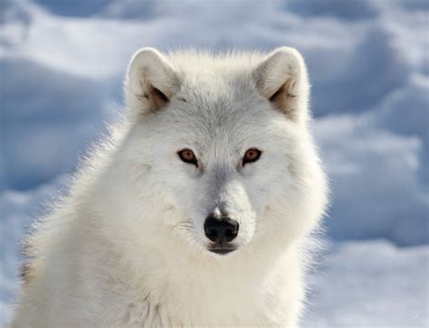 Artic Wolf Novibet