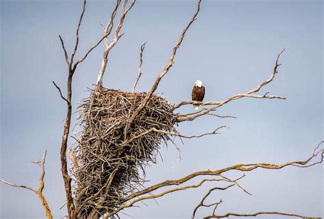 Bald Eagle Betsson