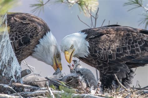 Bald Eagle Bodog