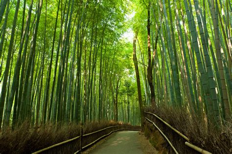 Bamboo Grove Bodog