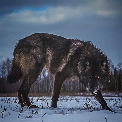 Big Wolf Brabet