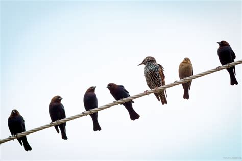Birds On A Wire Parimatch