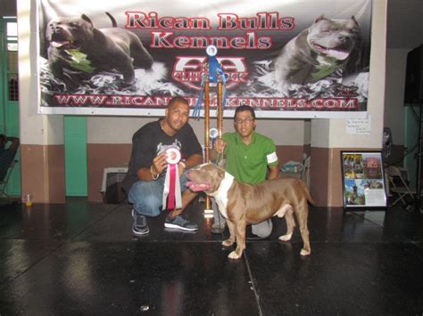 Casino Pit Bull Kennel