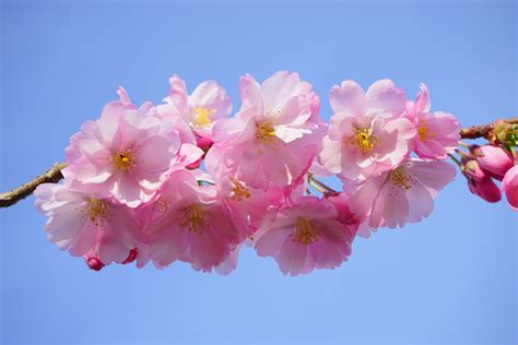 Cherry Blossom Novibet