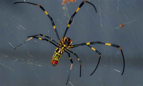 Chinese Spider Betfair
