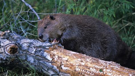 Dam Beavers Review 2024