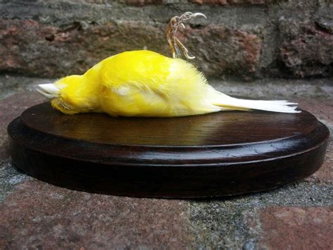 Dead Canary Betsson