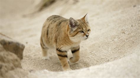 Desert Cats Betfair