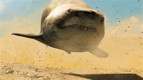 Desert Shark Parimatch