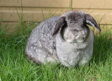 Fat Rabbit Betway