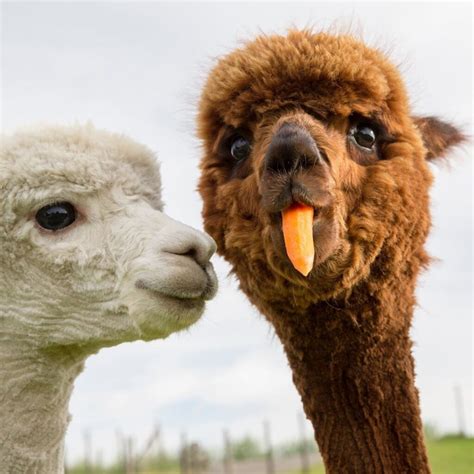 Funny Alpaca Betfair