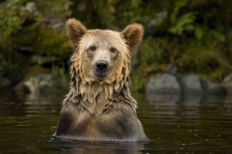 Jogue Canadian Wild Online