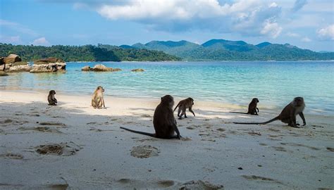 Mar Fendas De Macaco