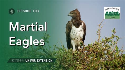 Martial Eagle Betsson