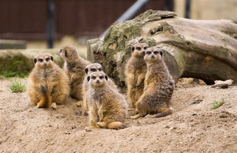 Meerkats Family Pokerstars