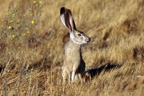 Preto De Cauda Jackrabbit Adaptacoes Comportamentais