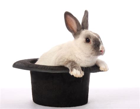 Rabbit In The Hat Betway