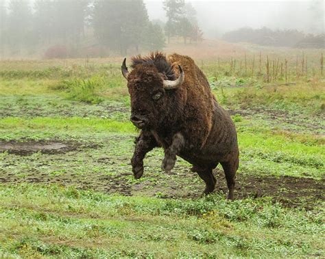 Raging Buffalo Brabet