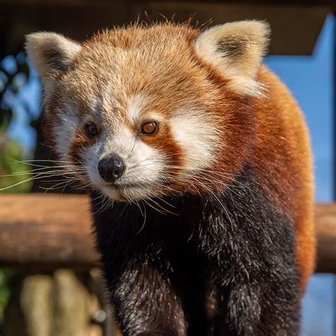 Red Panda Paradise Bodog