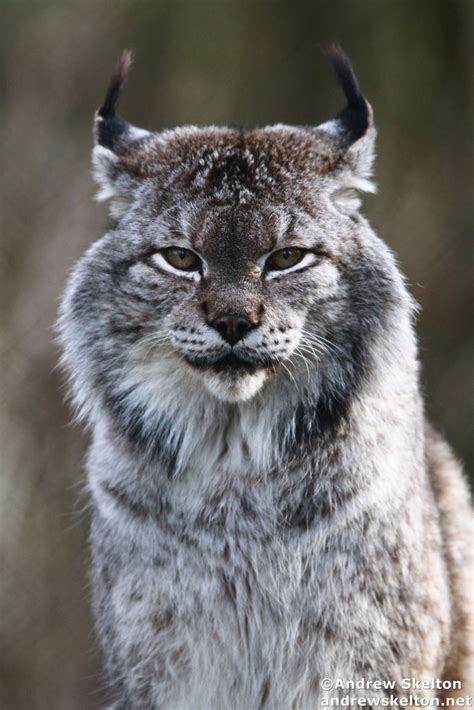 Siberian Lynx Bet365