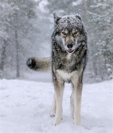 Siberian Wolves Netbet