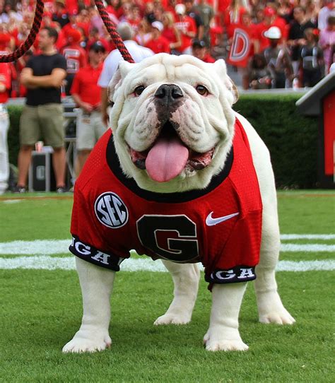 Uga Age Bodog