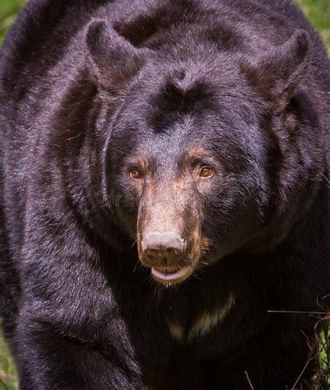 Urso Preto Casino Mn Comentarios