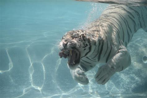 Water Tiger Betano