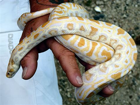 White Python Betsul