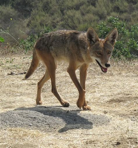 Wild Coyote Bodog