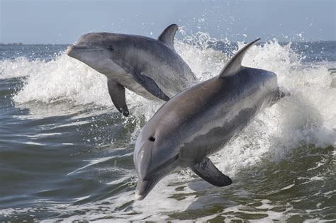 Wild Dolphins Betfair