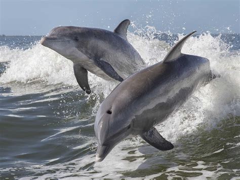 Wild Dolphins Blaze