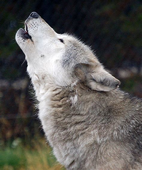 Wolf Howl Betano