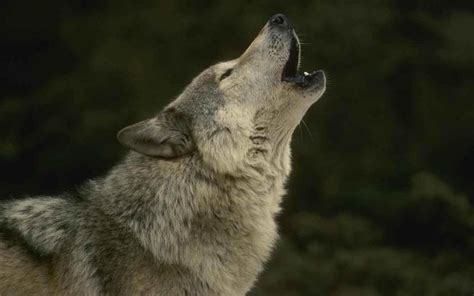 Wolf Howl Bodog